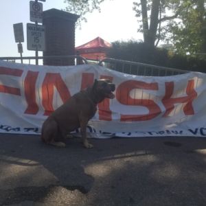 Canine Romeo's Fight with Cancer