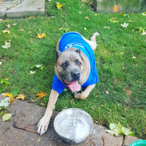 Canine Romeo's Fight with Cancer