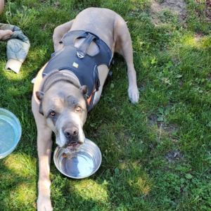 Canine Romeo's Fight with Cancer