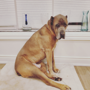 Canine Romeo's Fight with Cancer